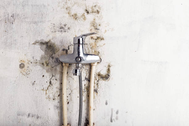 Best Mold Testing  in Mount Carmel, IL