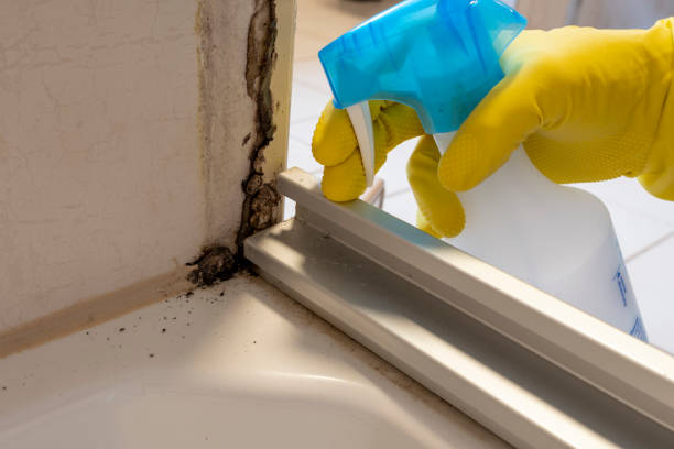 Best Mold Removal Near Me  in Mount Carmel, IL