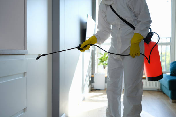 Mold Removal Process in Mount Carmel, IL