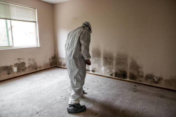 Best Water Damage Restoration  in Mount Carmel, IL