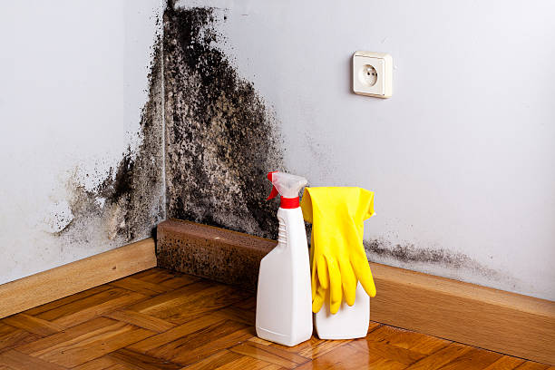 Best Mold Remediation  in Mount Carmel, IL